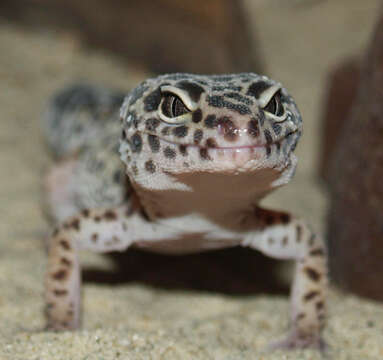 Image of Lichtenfelder's Gecko