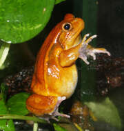 Image of Tomato Frogs