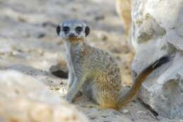 صورة Suricata Desmarest 1804