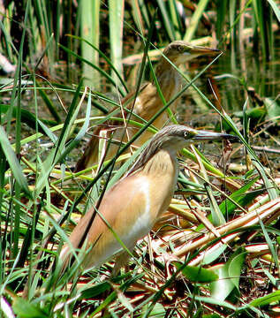 Image of Common Squacco Heron