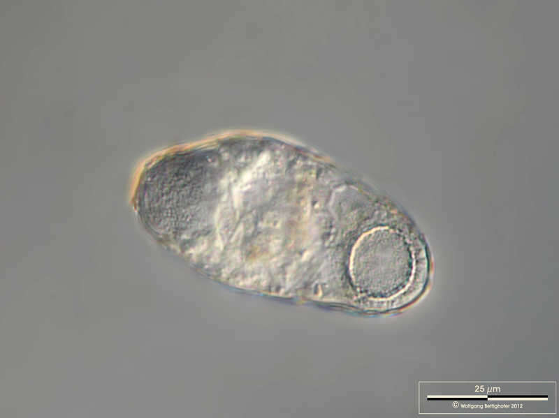 Image of Trinematidae