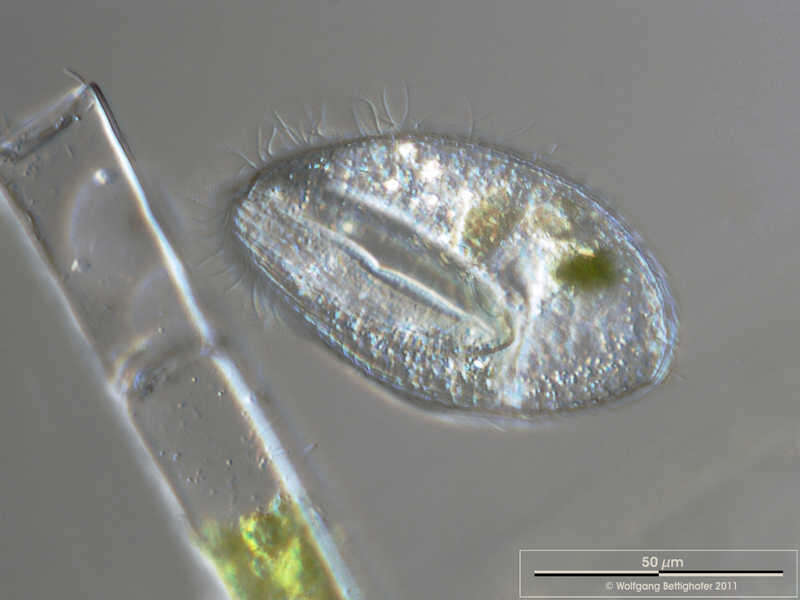 Image of Lembadionidae