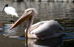 Image of Dalmatian Pelican