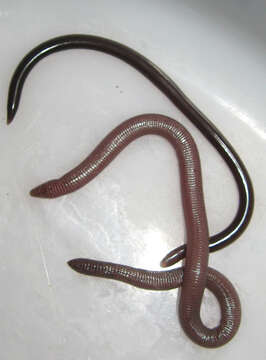 Image of Mann's  Worm Lizard
