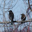 Image of Rusty Blackbird