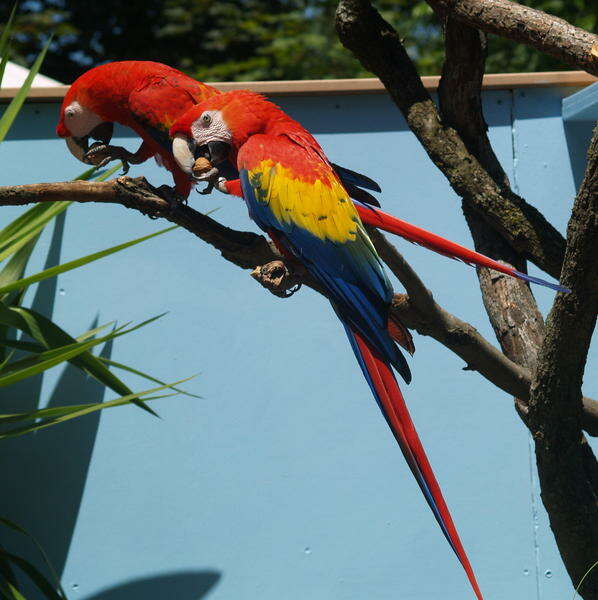 Image of Scarlet Macaw