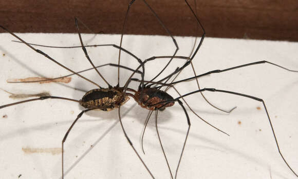 Image of harvestmen