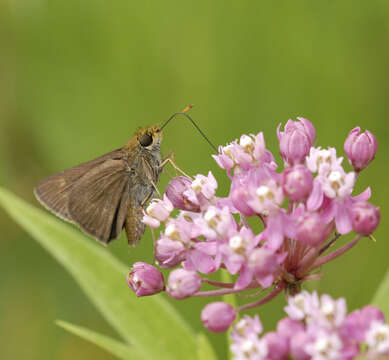 Image of Crossline Skipper