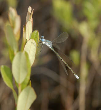 Image of Amber-winged Spreadwing