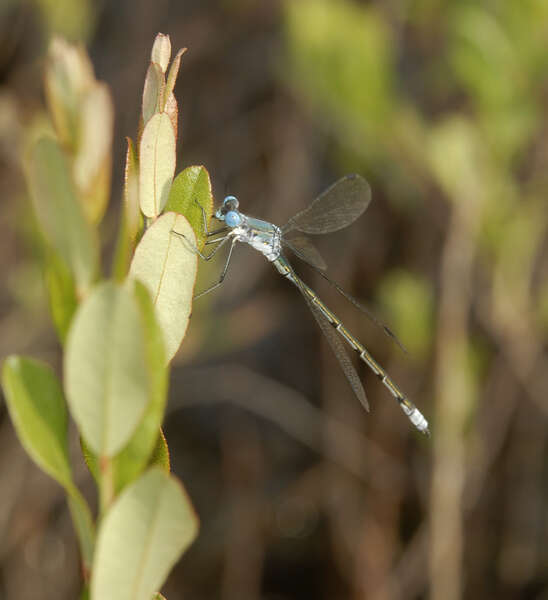 Image of Amber-winged Spreadwing