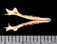 Image of Flat-skulled Shrew