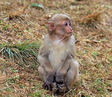 Image of Rhesus Monkey