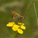 Imagem de Ochlodes sylvanoides Boisduval 1852