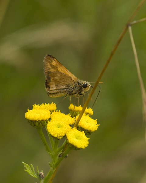 Ochlodes resmi