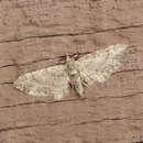 Image of Eupithecia cretaceata Packard 1874