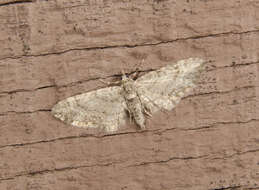 Image of Eupithecia cretaceata Packard 1874