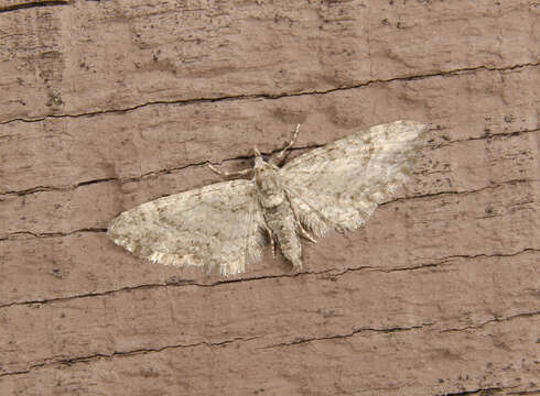 Image of Eupithecia cretaceata Packard 1874