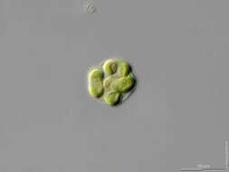 صورة Nephrochlamys rostrata Nygaard, Komárek, J. Kristiansen & O. M. Skulberg 1986