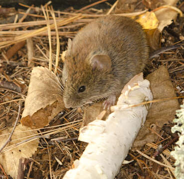 Image of Revillagigedo Island Red-backed Vole