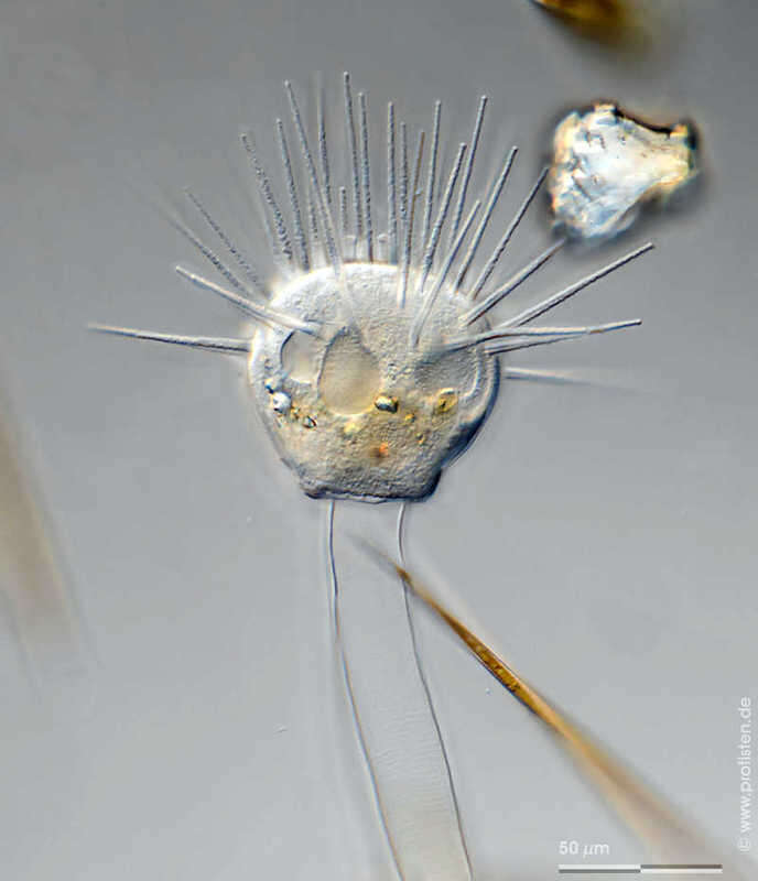 Image of Ephelotidae