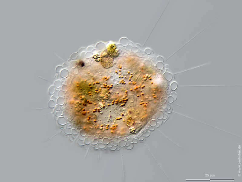 Image of <i>Pompholyxophrys pumicea</i> Archer 1869