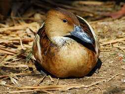 Image of Fulvous Duck
