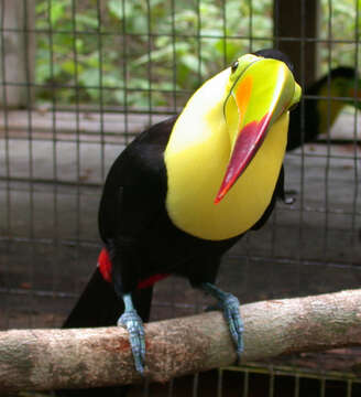 Image of Keel-billed Toucan