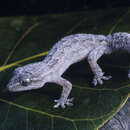 Image of Amaral's Brazilian Gecko