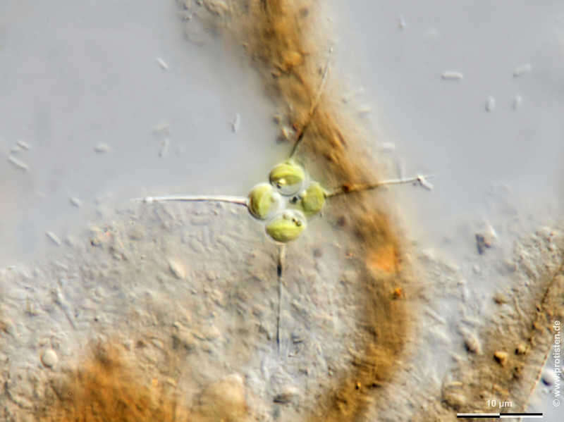 Image of Tetrastrum elegans Playfair 1917