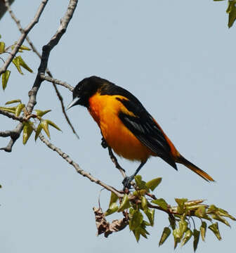 Image of Baltimore Oriole