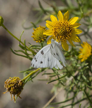 Image of Checkered Whites