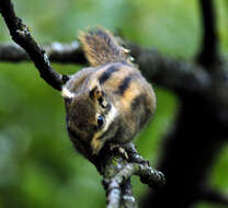 Image of Asiatic striped squirrel