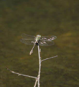 صورة Ophiogomphus Selys 1854