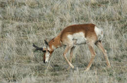 Image of pronghorns
