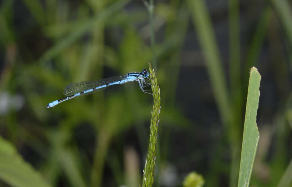 Image of Hagen's Bluet