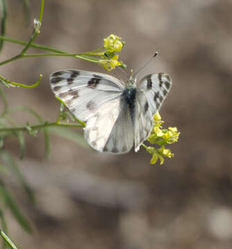 Image of Checkered Whites