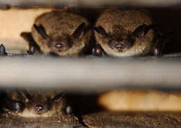 Imagem de Myotis lucifugus (Le Conte 1831)