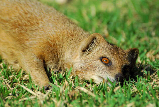 Image of Yellow Mongoose