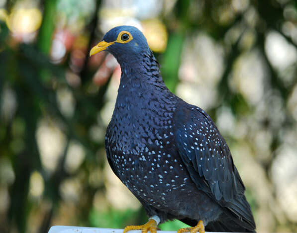 Image of African Olive Pigeon