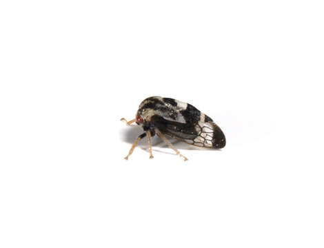 Image of Membracidae