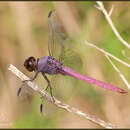 Orthemis ferruginea (Fabricius 1775) resmi