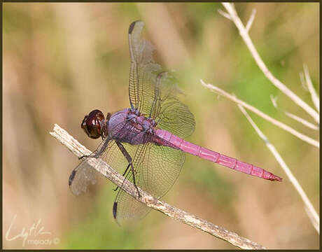 Image of tropical king skimmer