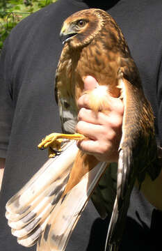 Image of Hen Harrier