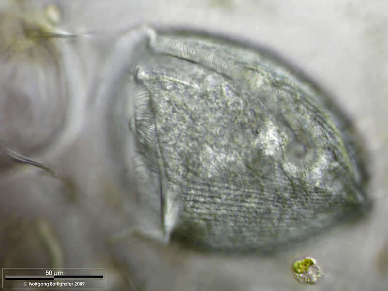 Image of Eufolliculina moebiusi (Möbius 1887) Kahl 1932