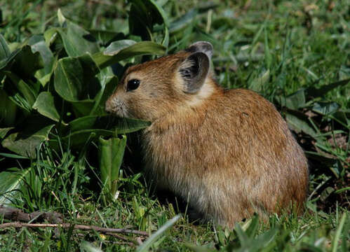 Image of Black-lipped Pika