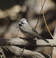 Amphispiza Coues 1874 resmi