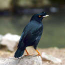 Image of Crested Myna