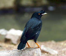 Image of Myna