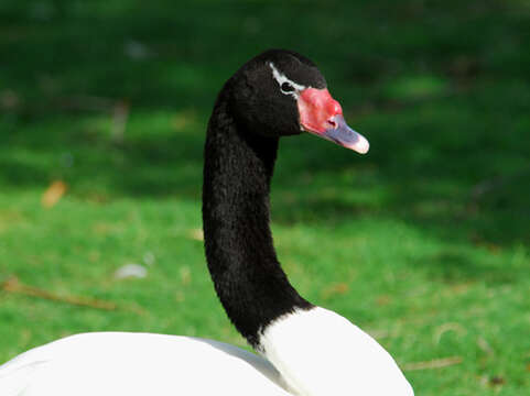 Imagem de Cisne-de-pescoço-preto