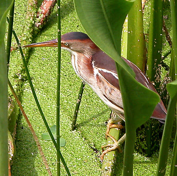 Image of Least Bittern